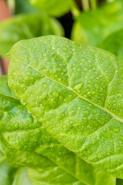 Organic Healthy Rainbow Swiss Chard Growing in a Garden