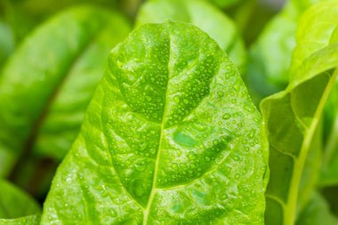 Organic Healthy Rainbow Swiss Chard Growing in a Garden