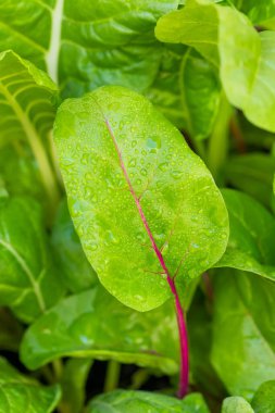 Organic Healthy Rainbow Swiss Chard Growing in a Garden