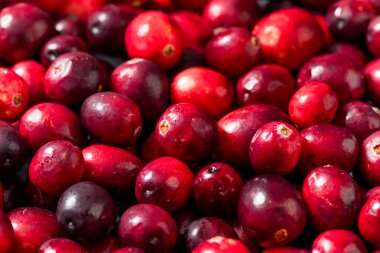Healthy Organic Red Raw Cranberries in a Bowl