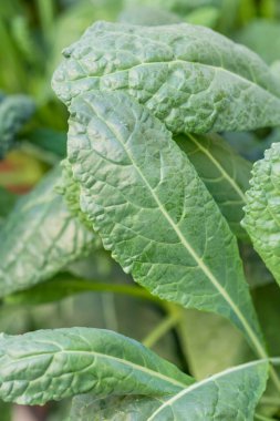 Çiğ Organik Lacinato Dinasuaur Kale Pişirmeye Hazır