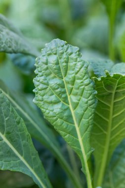 Çiğ Organik Lacinato Dinasuaur Kale Pişirmeye Hazır