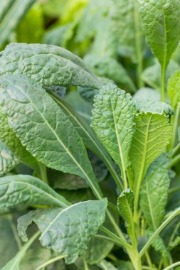 Çiğ Organik Lacinato Dinasuaur Kale Pişirmeye Hazır