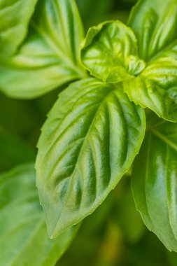 Çiğ Yeşil Organik Basil Bahçede Yapraklar