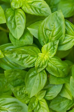 Çiğ Yeşil Organik Basil Bahçede Yapraklar