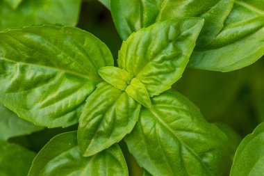 Çiğ Yeşil Organik Basil Bahçede Yapraklar