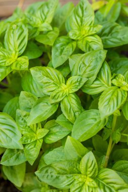 Çiğ Yeşil Organik Basil Bahçede Yapraklar