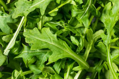 Organik Sağlıklı Yeşil Arugula Marul Sebzeleri