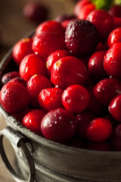 원시 유기농 빨간 크랜베리 — 스톡 사진