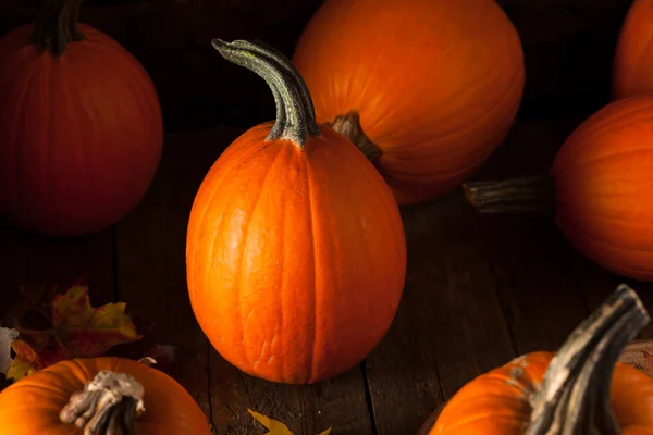 Raw Organic Pie Pumpkins — Stock Photo, Image