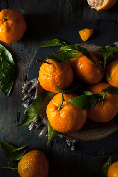 Ruwe organische Satsuma sinaasappelen — Stockfoto