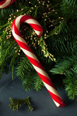 Festival ev yapımı şeker köpekler