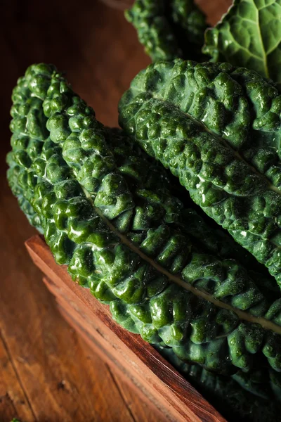 Verde orgânico Lacinato Kale — Fotografia de Stock