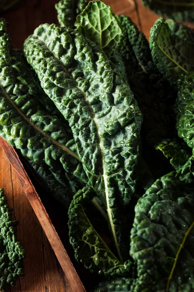 Verde ecológico Lacinato Kale — Foto de Stock