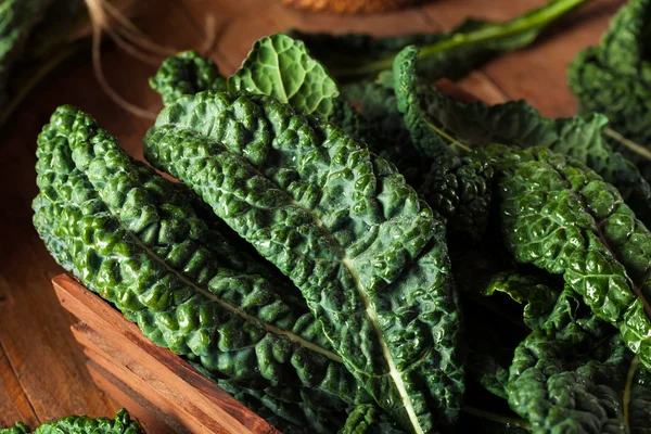 Organic Green Lacinato Kale — Stock Photo, Image