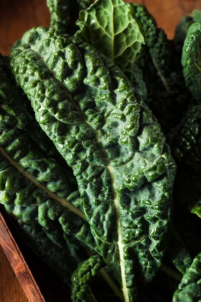 Organic Green Lacinato Kale — Stock Photo, Image