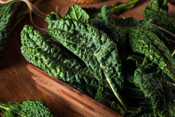 Organic Green Lacinato Kale — Stock Photo, Image