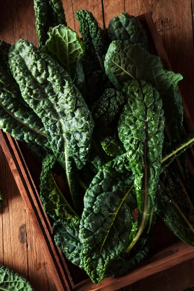 Verde ecológico Lacinato Kale — Foto de Stock