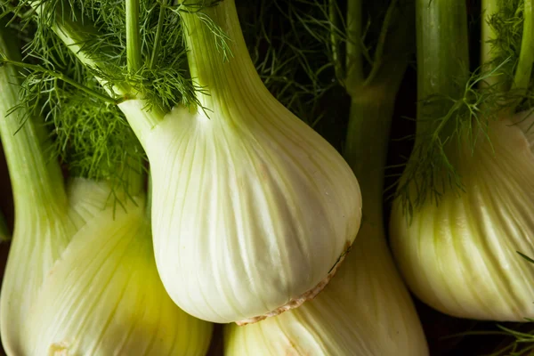 Raw Organic Fennel Bulbs — Stock Photo, Image