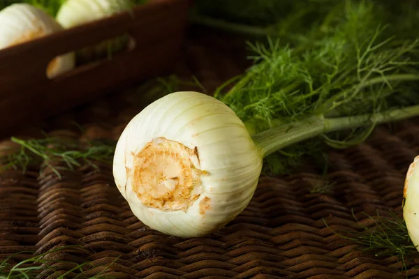 Lampadine di finocchio biologico crudo — Foto Stock