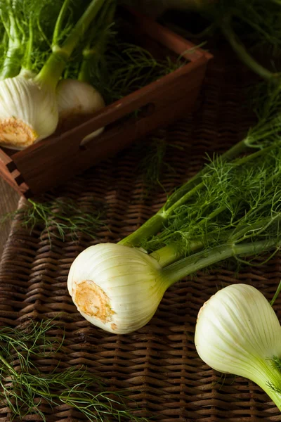 Raw Organic Fennel Bulbs — Stock Photo, Image