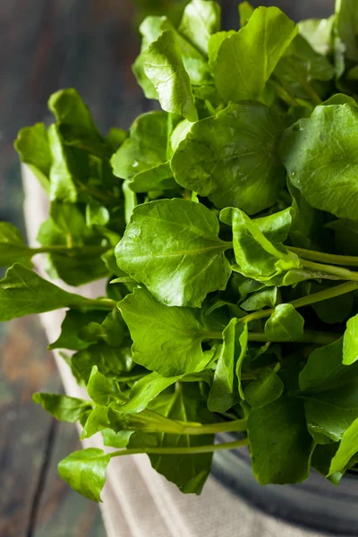 Сирі органічних зелені крес-салат — стокове фото