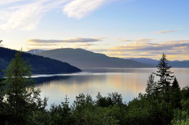 Ağaçlar defne deniz kıyısında.