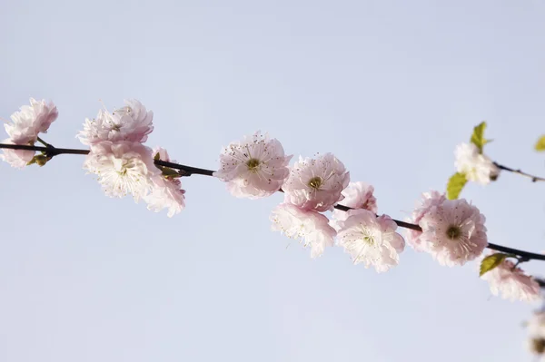 杏仁树枝与粉红的花儿. — 图库照片