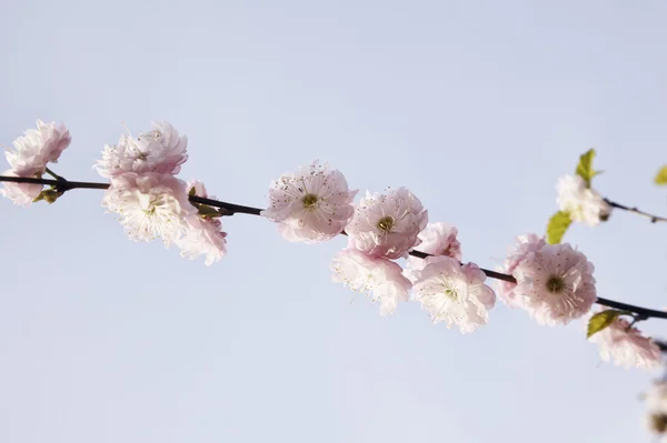 Rama de almendro con flores rosadas . — Foto de Stock