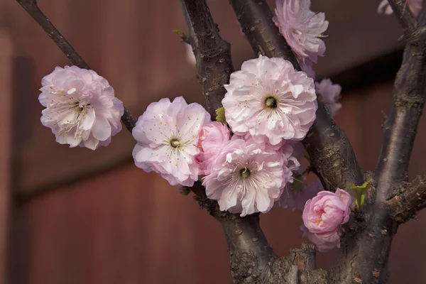 Almond tree branch with pink flowers. — Stock Photo, Image