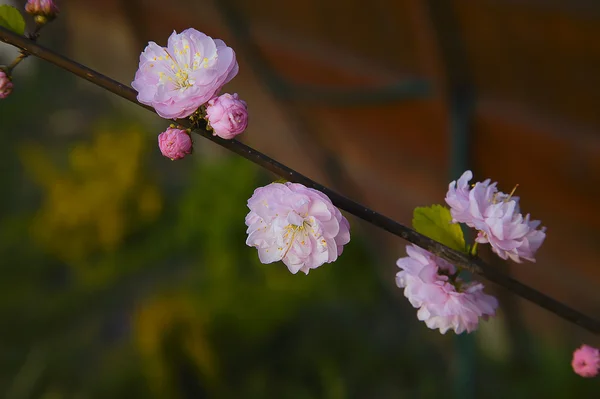 Branche d'amandier avec des fleurs roses . — Photo