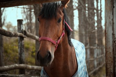 At ile Karaçulha padok içinde.