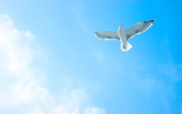 Pássaro voando no céu. — Fotografia de Stock