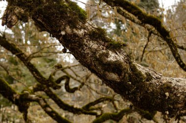 Ayrıntılı ağaç kabuğu