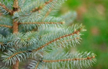 Gümüş göknarı dalları.