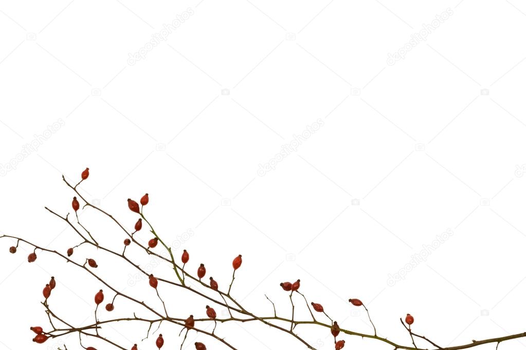 Branch of dog-rose