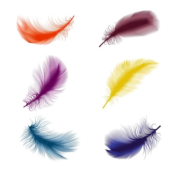 Bird feathers — Stock Vector