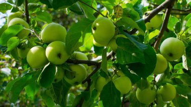 Elma ağacındaki yeşil elmalar
