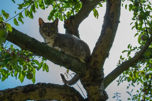 Кот Яблоне — стоковое фото