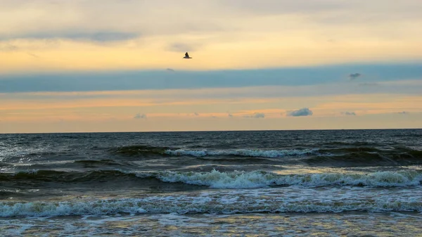 Fishing Birds Baltic Sea Palanga — ストック写真