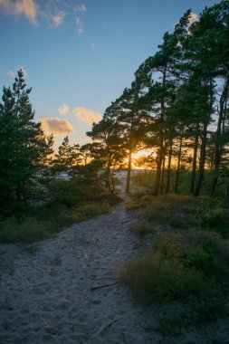 kum tepesi ve günbatımında çam ağacı