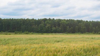 Ormanın yakınındaki ekin tarlaları