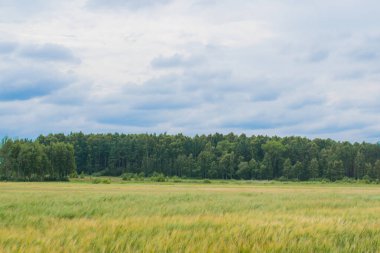 Ormanın yakınındaki ekin tarlaları