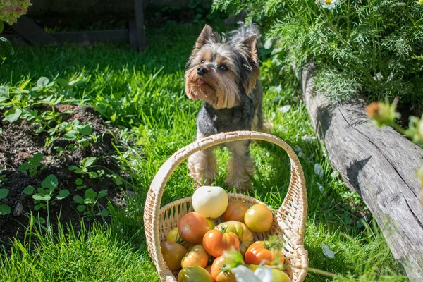 Bir sepet domates ve köpek Yorkshire Teriyeri.