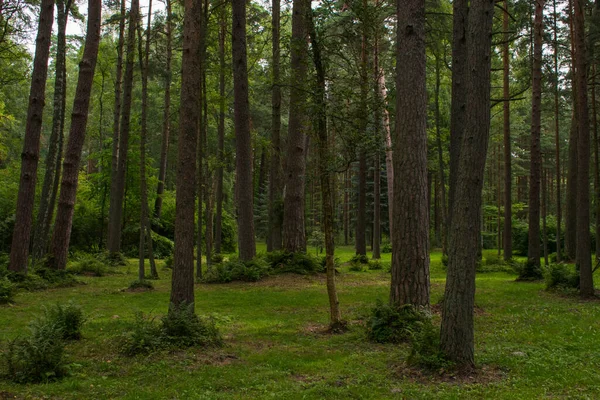 Floresta Musgo Verde Plantas — Fotografia de Stock