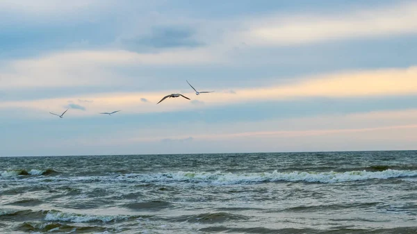 Fishing Birds Baltic Sea Palanga — ストック写真
