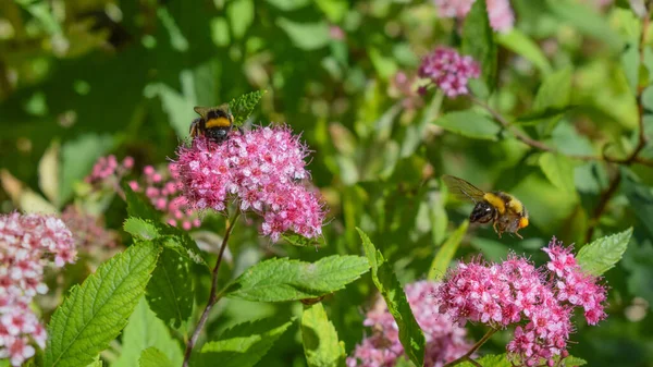 Bumble Bee Voo — Fotografia de Stock