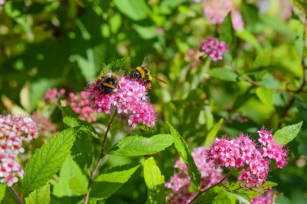 Bumble Bee Blossom — Stock Photo, Image