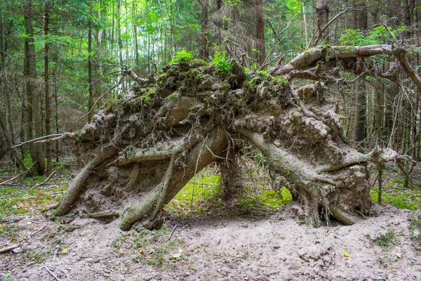 Ormanda ağaç kökü