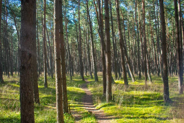 Ağaçların gölgeleriyle ormanda yol